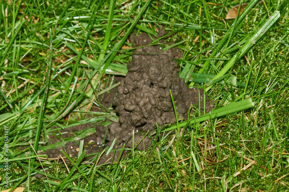 Regenwurmhäufchen auf dem Rasen