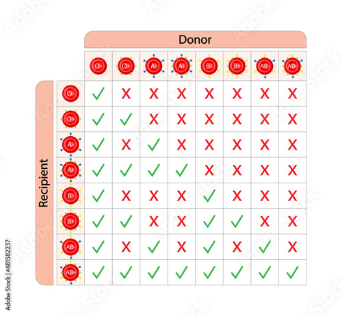 Abo Blood Compatibility Chart. Blood donation, ABO Blood groups droplets., four blood types, A,B, AB and O groups, made up from combinations of the type A and type B antigens. Vector Illustration.