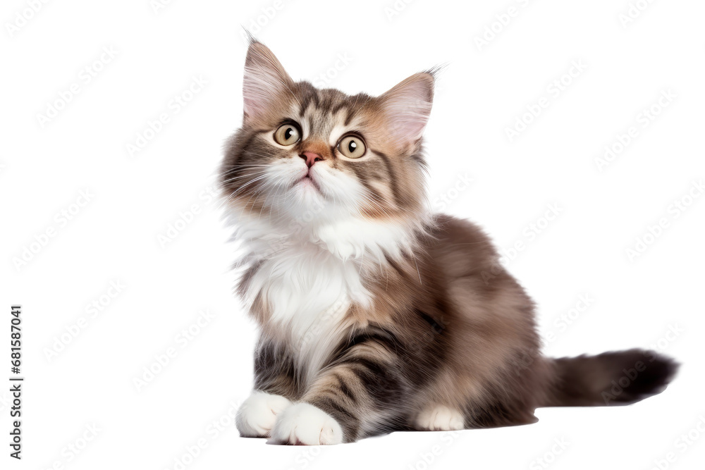 Cute fluffy portrait smile kitty Cat that looking at camera isolated on clear png background, funny moment, lovely cat, pet concept. Cute fluffy portrait smile kitty Cat that looking at camera isolated on clear png background, funny moment, lovely cat, pet concept.
