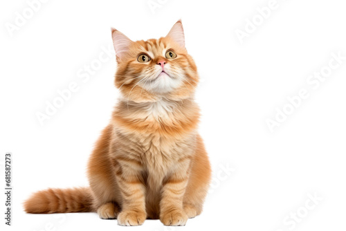 Cute fluffy portrait smile kitty Cat that looking at camera isolated on clear png background  funny moment  lovely cat  pet concept.