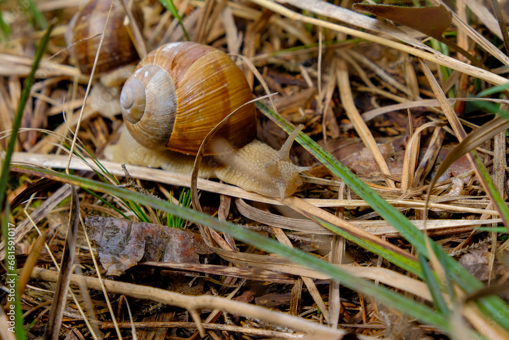 Close-up of a pretty brown vineyard snail looking for food, taken in Germany on a sunny day. Close-up of a pretty brown vineyard snail looking for food, taken in Germany on a sunny day.