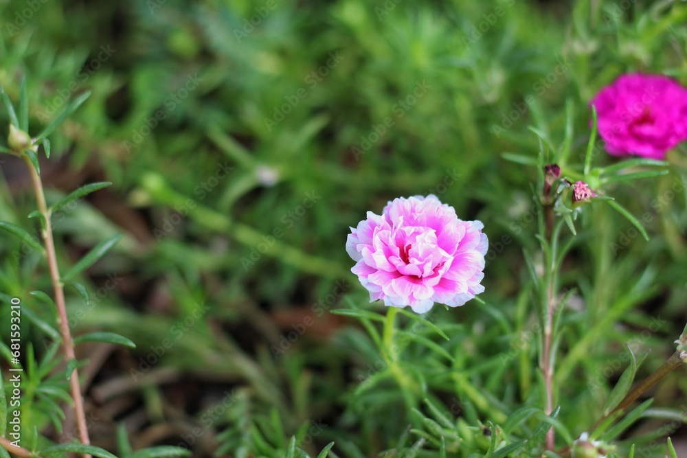 Close up of a portulaca grandiflora on green background. Close up of a portulaca grandiflora on green background.