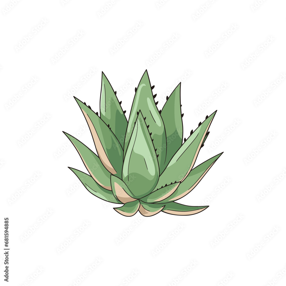 Agave isolated vector Agave isolated vector