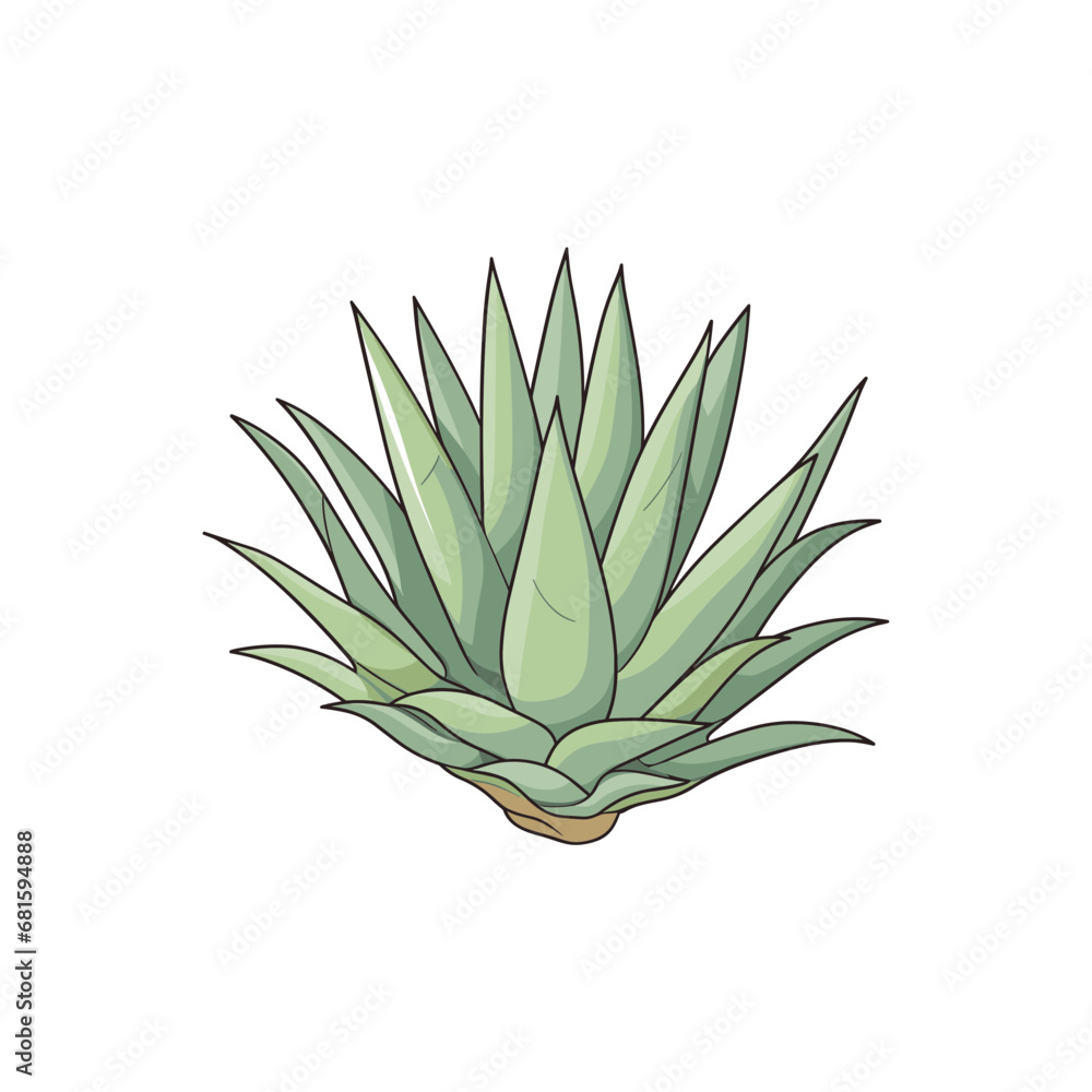 Agave isolated vector Agave isolated vector