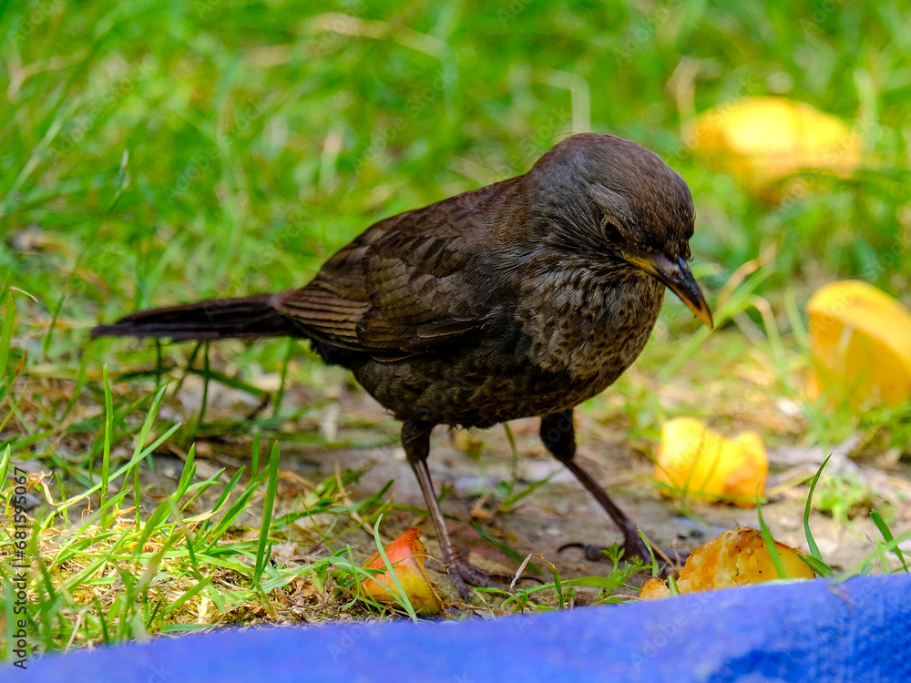 Close-up of beautiful young blackbirds looking for food, taken in Germany on a sunny day. Close-up of beautiful young blackbirds looking for food, taken in Germany on a sunny day.
