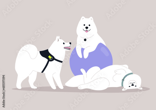 A group of adorable Samoyed dogs enjoying joyful time spent together, some engage in playful romps while others sprawl lazily on the ground