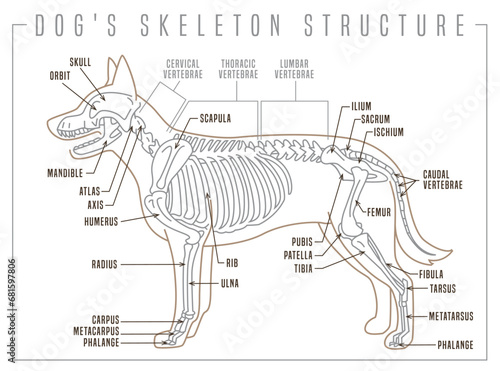 Detailed illustration of a dogs skeleton. Skeletal structure with precision. photo