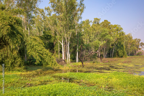 Gulawat Lotus Valley is located in Hatod tehsil in Indore city of Madhya Pradesh state of India. photo