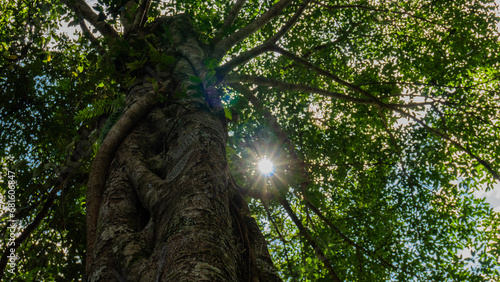 Forest, tree