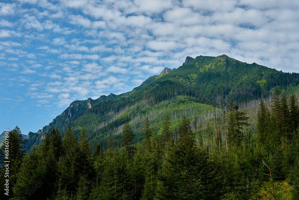 Mountains range near forest trees at summer day