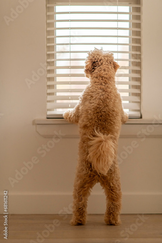 Golden Doodle Mini Looking out of the blinds