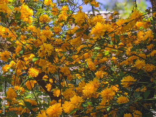 Fotografiet details of a yellow flowering plant, Kerria japonica pleniflora, double flower