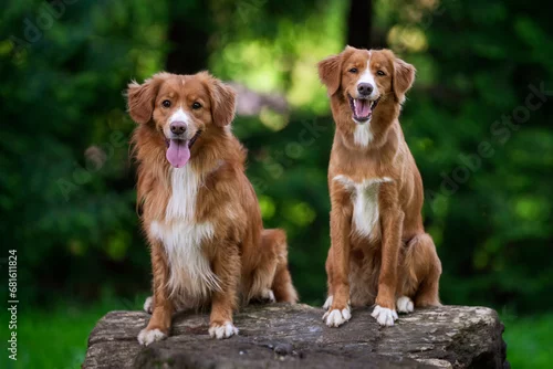 Obraz Dwa psy siedzące na kłodzie