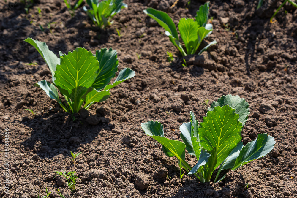 young cabbage sprout on the vegetable bed young cabbage sprout on the vegetable bed
