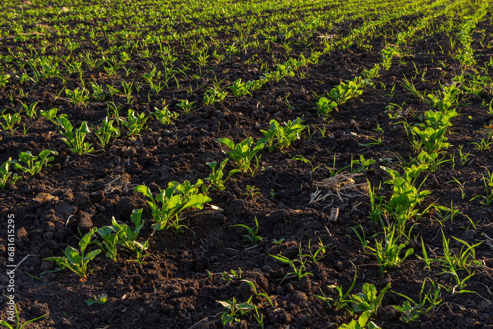 Naklejka premium field of young green sugar beet