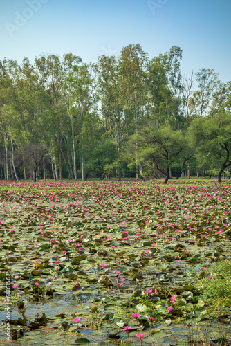 Wallpaper Mural Gulawat Lotus Valley is located in Hatod tehsil in Indore city of Madhya Pradesh state of India. Torontodigital.ca