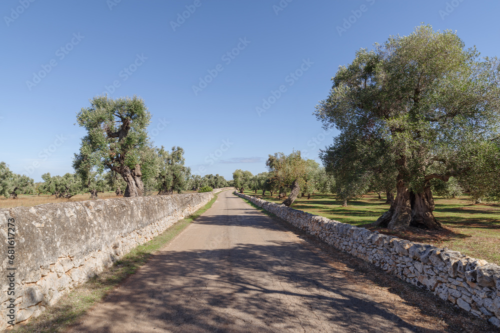 Country road lined by olive trees, Puglia, Italy Country road lined by olive trees, Puglia, Italy