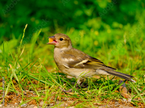 Close-up of a pretty young chaffinch looking for food, taken in Germany on a sunny day. 