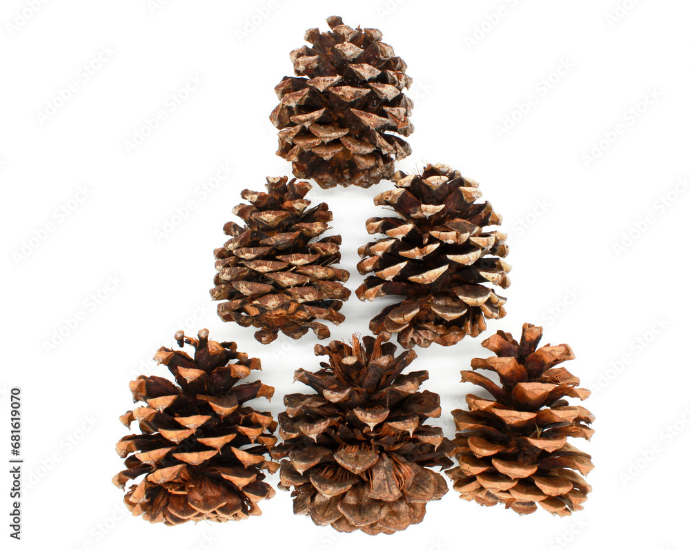 pine cones isolated on white pine cones isolated on white