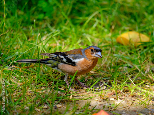 Close-up of a pretty young chaffinch looking for food, taken in Germany on a sunny day.  © Fotomaxe_Ahlbrecht