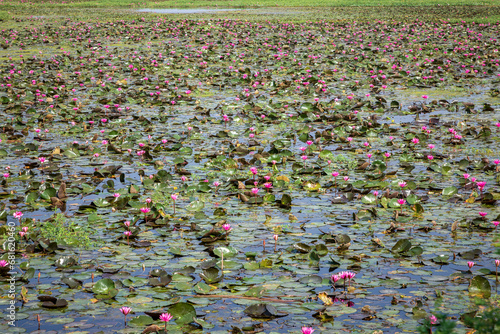 Gulawat Lotus Valley is located in Hatod tehsil in Indore city of Madhya Pradesh state of India. photo