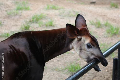 Canvas Print An Okapi chewing on a railing.