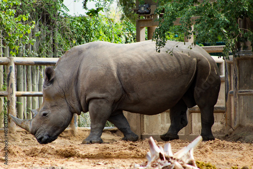 rhino in the zoo