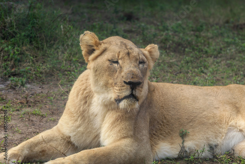 A lioness at the Houston Zoo.