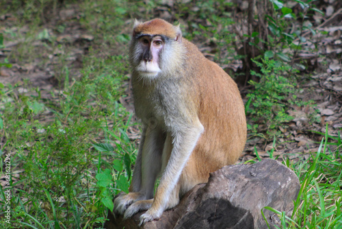Sticker A patas monkey at the Houston zoo