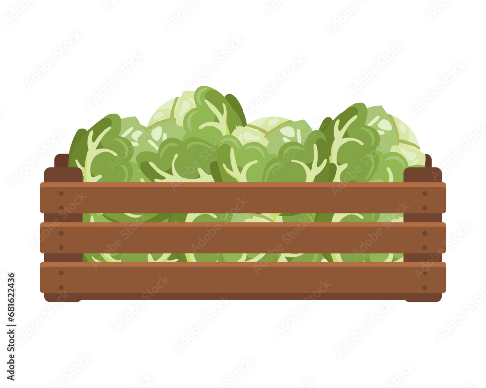 Wooden box with white cabbage. Healthy food, vegetables, agriculture illustration, vector Wooden box with white cabbage. Healthy food, vegetables, agriculture illustration, vector