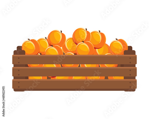 Wooden box with ripe peaches. Healthy food, fruits, agriculture illustration, vector