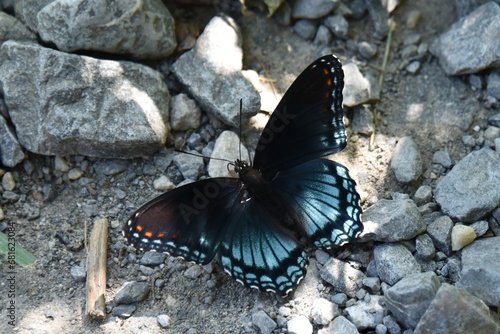 A Red-spotted Purple butterfly, Limenitis arthemis astyanax, pauses on the trail gravel photo
