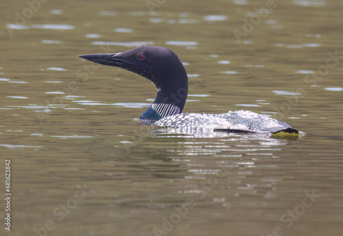 Loon in Muskegon, Mi