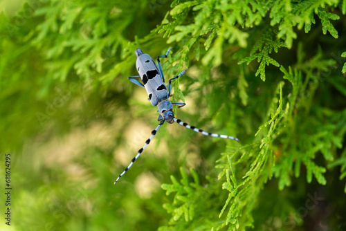 Rosalia longicorn - Alpine longhorn beetle.
