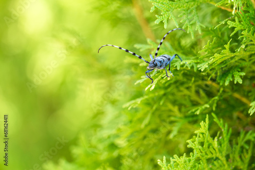 Rosalia longicorn - Alpine longhorn beetle.