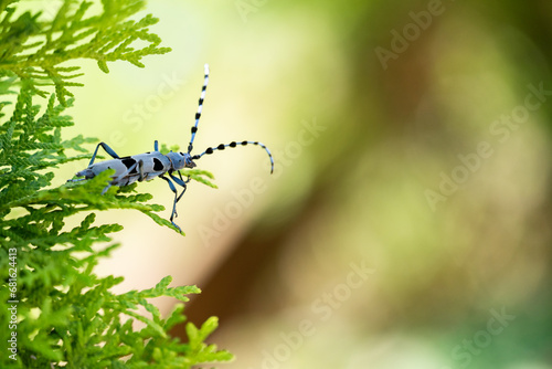 Rosalia longicorn - Alpine longhorn beetle.
