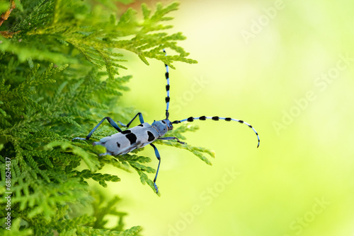 Rosalia longicorn - Alpine longhorn beetle.