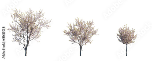 Prunus serrulata Japanese flowering cherry street summer trees medium and small isolated png on a transparent background perfectly cutout photo