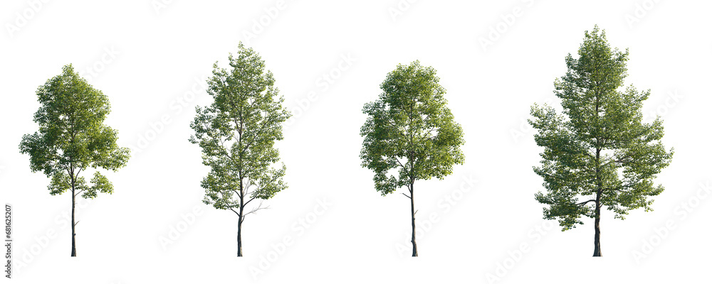 Tilia cordata set street summer trees medium and small isolated png on a transparent background perfectly cutout (Small-leaved linden, European linden) - obrazy, fototapety, plakaty 