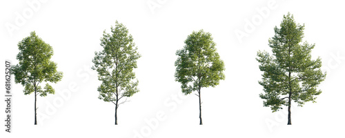 Tilia cordata set street summer trees medium and small isolated png on a transparent background perfectly cutout (Small-leaved linden, European linden)