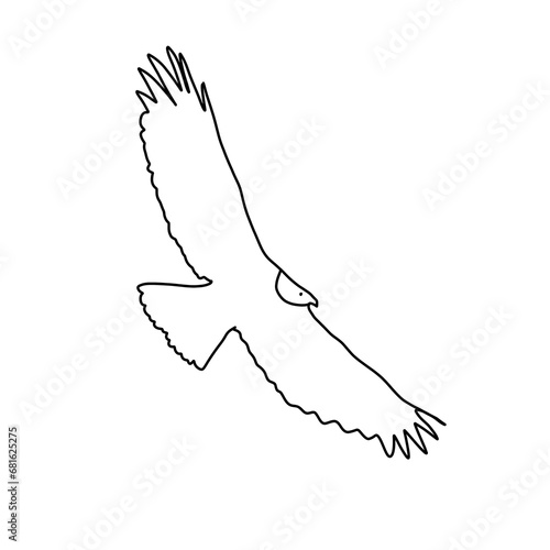eagle animal hand drawn organic line doodle