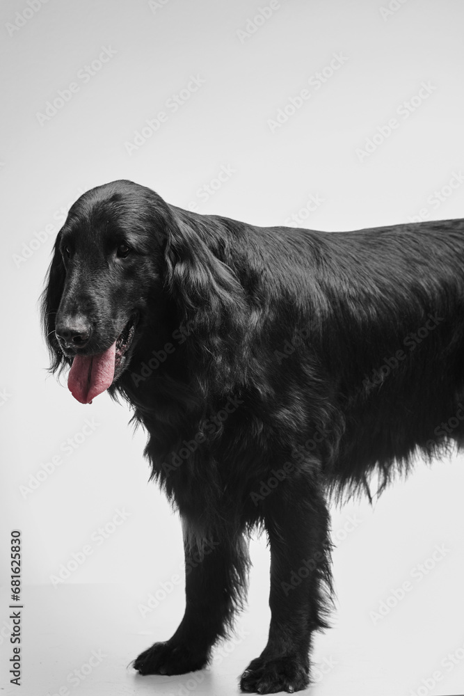 Portrait of black flat-coated retriever isolated on white studio background, purebred dog