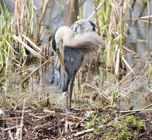 Great Blue Heron Preening 2022