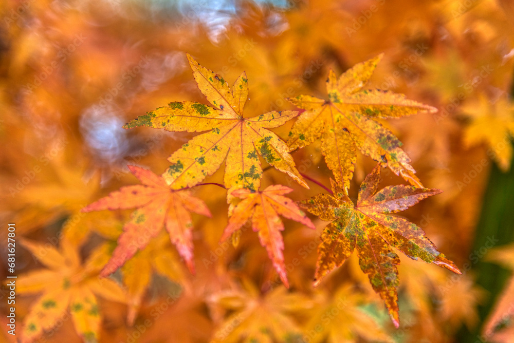 Beautiful maple leaves in autumn sunny day Beautiful maple leaves in autumn sunny day