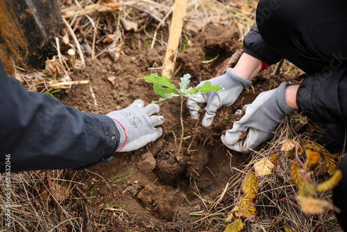 Oak sapling ready to be planted during a afforestation process