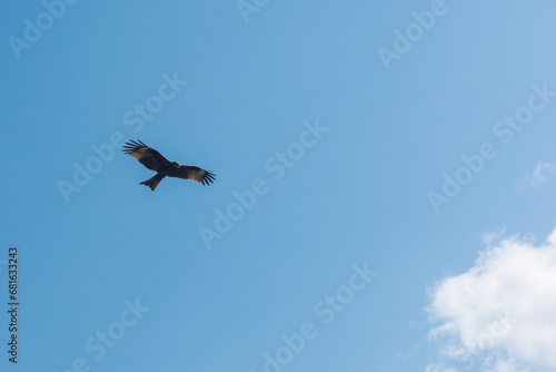 Black kite  Milvus migrans  flying in the blue sky