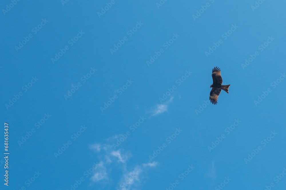 Black kite (Milvus migrans) flying in the blue sky