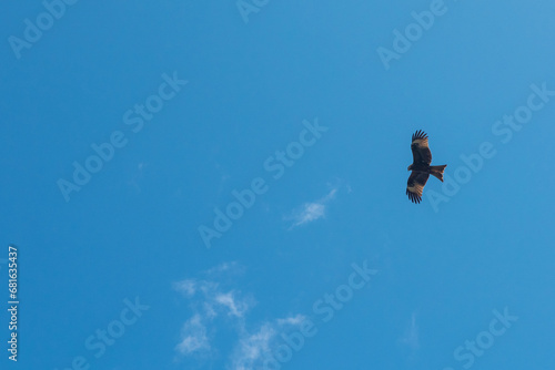 Black kite (Milvus migrans) flying in the blue sky