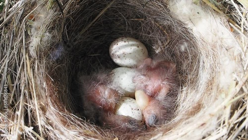 Pollitos de pájaros recién nacidos con huevos photo