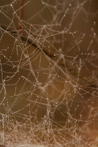 spider web with dew drops